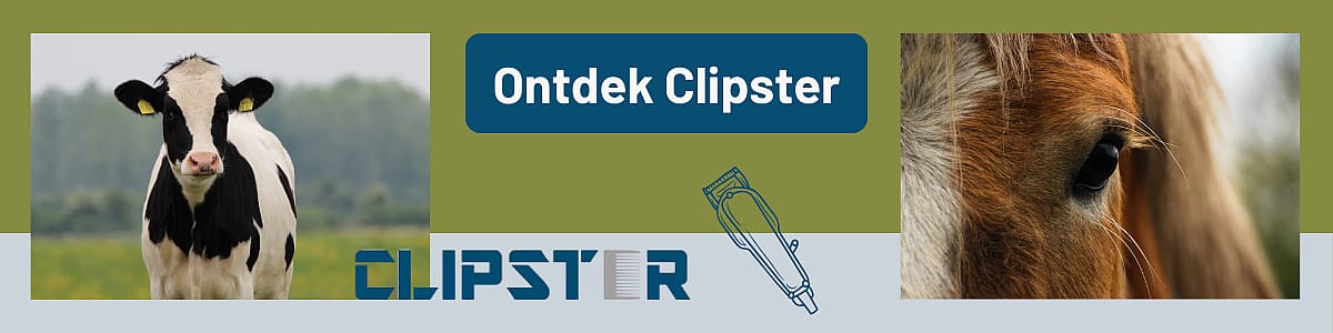 Dier, Koe, Vee, Zoogdier, Paard, Dier, Koe, Vee, Zoogdier, Paard